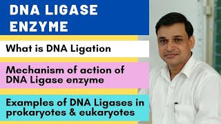 DNA ligase enzyme and its mechanism of action  Examples of DNA ligases in prokaryotes amp eukaryotes [upl. by Eetsirk]