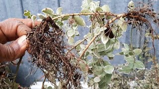 Propagate Euonymus Shrubs Easily This Way  DIY Gardener [upl. by Niak]