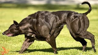 10 Most Muscular Dog Breeds in the World [upl. by Mauchi]