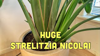 An Update on My Huge Strelitzia Nicolai [upl. by Ykcim]