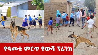 Miko mikee ምርጥ የውሻ ፕራንክ በሳቅ ፍርስ የምትሉበት ገራሚ ፕራንክ ይዘንላችሁ ከች ብለናል  New video 2022  አዲስ ቪዲዮ 2014 [upl. by Nyluqcaj246]