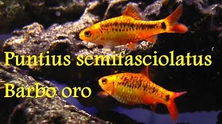 Puntius semifasciolatus Barbo oro [upl. by Aubin]