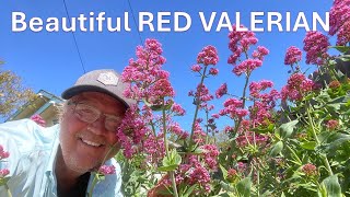 Red Valerian blooming flowers identification flowers care in Solvang Centranthus ruber [upl. by Belicia]