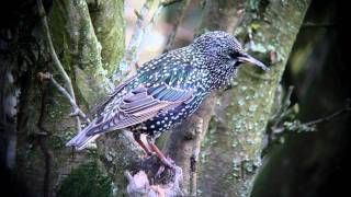 Starling feeding and singing [upl. by Elfreda761]