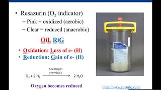 Lab 28 Anaerobic Jar and Thioglycollate Medium [upl. by Eecyac]