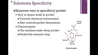 040Substrate Specficity [upl. by Nnylsia473]