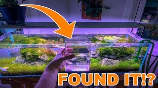 THE PERFECT AQUARIUM PLANT [upl. by Adidnere]