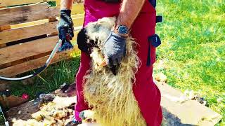 Valois Blacknose sheep shearing in Austria Walliser Schwarznasen Schafschur July 2024 [upl. by Gosselin]