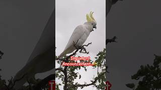 Screaming Secrets Whats This Cockatoo Shouting About funny [upl. by Annay]