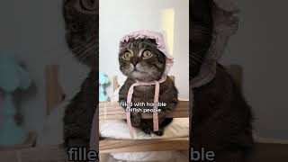 Why I keep my cat indoors shorts cat funny [upl. by Adaval]