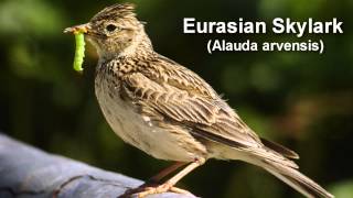 Skylark  Eurasian Skylark Bird Call [upl. by Marrin939]