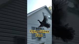 Guinea Fowl 🕊 flying pets shortvideo farm animals short [upl. by Lyrak]