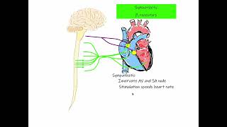 29 Chronotropic Effect Heart Rate [upl. by Cyrille]