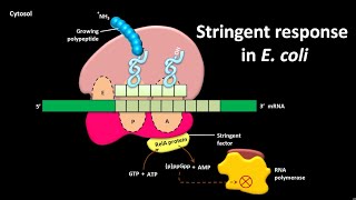 Stringent response in E coli [upl. by Woodberry]