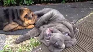 sharpei puppies playing [upl. by Rey]