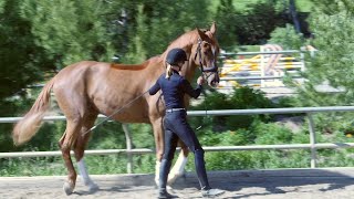 How to teach your horse to piaffe in hand [upl. by Ivzt]