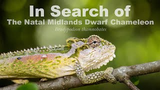 In Search of The Natal Midlands Dwarf Chameleon [upl. by Kopp]