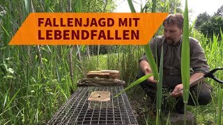 Tipps für die Fallenjagd auf Fuchs Marder und Waschbär mit einer Lebendfalle [upl. by Narrat]