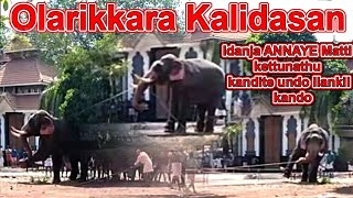 Olarikkara Kalidasan shifting under tree III Elephant still angry so no other way III6 03 2020 [upl. by Venola119]