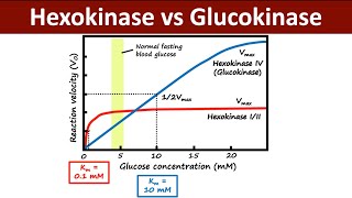 Hexokinase Vs Glucokinase  Regulation of Glycolysis  Metabolism  Biochemistry [upl. by Clyde]