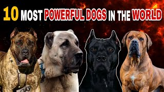 Top 10 Most Powerful Dogs in the World [upl. by Ytitsahc65]