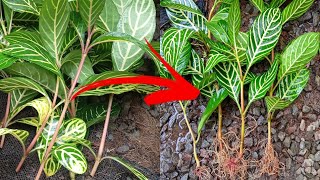 zebra plant  Aphelandra  Tips memperbanyak dan merawat dengan cara yang termudah [upl. by Aros]