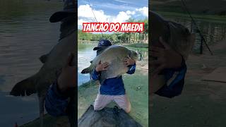 Dica para pescar no tancão do maeda isca beijinho shorts nilpescanaveia [upl. by Boaten]