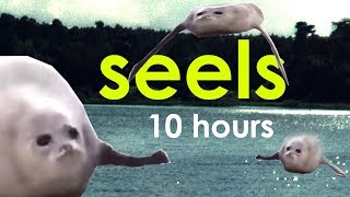 seels 10 hours [upl. by Aileme]