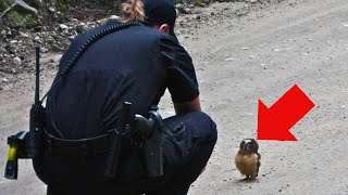 Baby Owl Keeps Following Officer For Help When She Realizes Why  She Bursts Into [upl. by Namar]