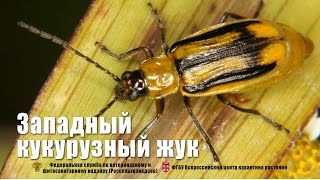 Западный кукурузный жук Diabrotica virgifera virgifera [upl. by Reneta]