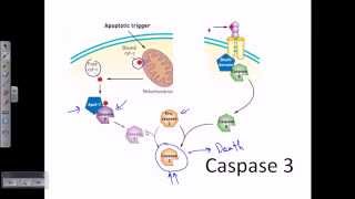 Caspase 3  caspase cascade apoptosis [upl. by Arrakat]