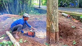 BERAKSI LAGI  Tebang pohon jati pinggir jalan gergaji mesin stihl ms381 [upl. by Serene]