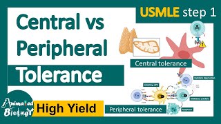 Central tolerance vs Peripheral tolerance  Immune checkpoint  Autoimmunity  USMLE step 1 [upl. by Irvine607]