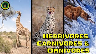 Herbivores Carnivores or Omnivores  Animal Facts [upl. by Madeleine]