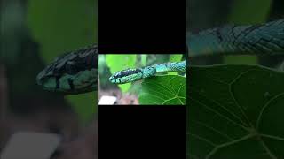 The Green Pit Viper Craspedocephalus trigonocephalus Sinhala පළා පොළඟා [upl. by Enialehs198]