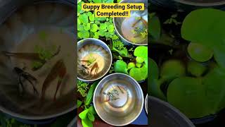 Guppy Breeding Setup Completes shorts fishpond fishtank breeding breedingsetup guppyfish [upl. by Ttsepmet538]