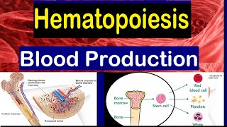 Blood cell formation  Bone Marrow amp Hematopoiesis  2 mins [upl. by Layla996]