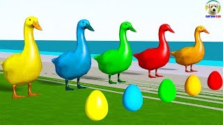 Learn Colors with Duck lay Eggs Colors Cartoon for Kids [upl. by Galer]