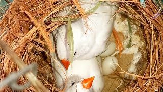 First time finch shifting duty  Finch eggs in nest [upl. by Tebazile81]