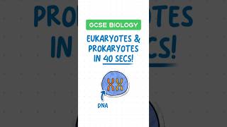 GCSE Biology  Eukaryotes vs Prokaryotes in 40 seconds ⏱️ [upl. by Akselav]