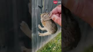 Baby Bunny Screaming After Being Rescue from Hungry Dogs  Heartsome 💖 [upl. by Aikrehs]