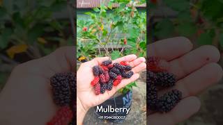 Mulberry exoticfruitplants tropicalfruit homeoffruitplants fruit fruitcutting gardening [upl. by Nilkoorb]