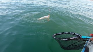 Successful Cob Fishing Trip to Saldanha Bay  Langebaan Lagoon [upl. by Lindi]