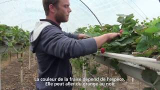 Rencontre avec Vincent producteur de fraises pour Philippe Dorsaz VS [upl. by Flann]