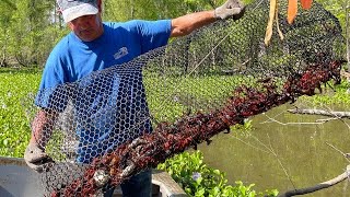 Crawfishing In The Atchafalaya Basin W Kip Barras CatchCook Crawfish Boil For 500 People [upl. by Dracir]