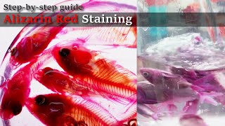 02R Soaking Alizarin Red Staining Stepbystep guide 2023 1130 02 RedB [upl. by Anaet848]