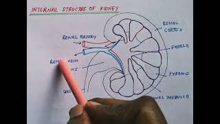 Internal Structure of Kideny Excretory System CLASS10 NCERT Biology science biology [upl. by Valorie]