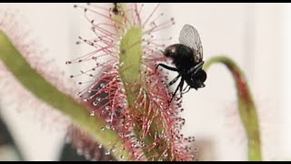 Drosera Capensis VS Fly [upl. by Aaronson]