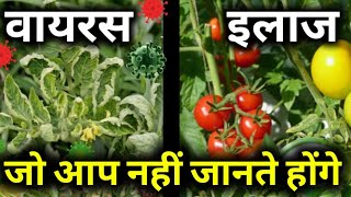 VIRUS IN PLANTS CURLING DISEASE ORGANIC METHOD PREVENTION AND CURE [upl. by Waiter532]