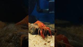 🦐🍃 crayfish aquarium fish freshwaterfish shrimp fishtank shorts [upl. by Gnehp491]